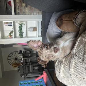 Lost Dog Denver