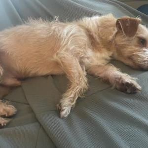 Lost Dog Benji