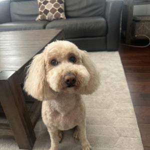 Lost Dog Benny