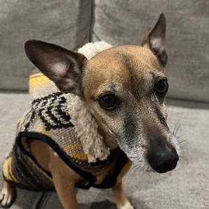 Lost Dog Bullwinkle