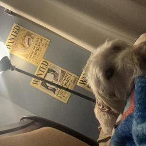 Lost Dog Bella