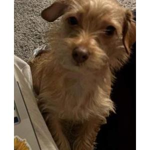 Lost Dog Aidee