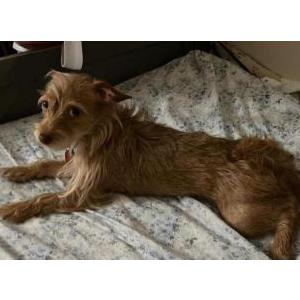 2nd Image of Aidee, Lost Dog