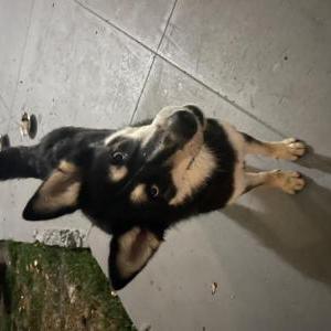 Found Dog Unknown
