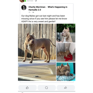 Image of Myles, Lost Dog