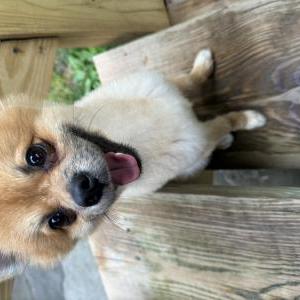 Lost Dog Brownie