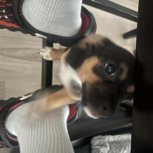 Lost Dog Azula