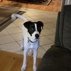Lost Dog Snoop