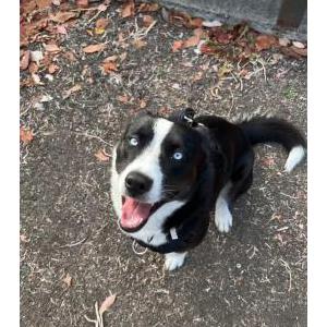 Lost Dog Azul