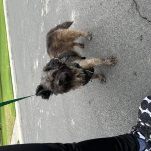 Found Dog Unknown