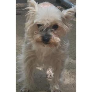Lost Dog DD