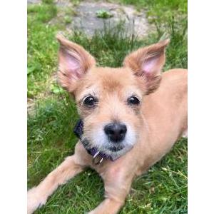 Lost Dog Courage