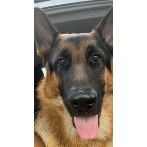 Lost Dog Max