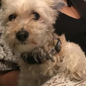 Lost Dog Tiny