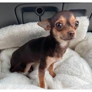 Lost Dog Fruki