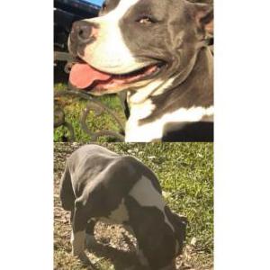 Image of Ivy, Lost Dog