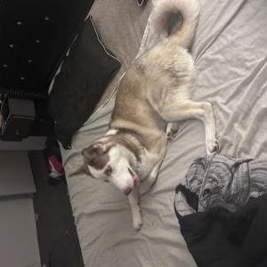 Lost Dog Pixie (Xena)