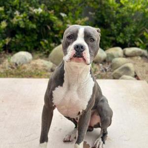 Found Dog unknown