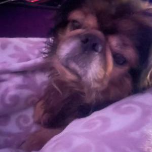 Lost Dog Napoleon