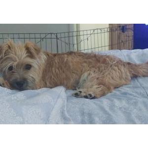 Found Dog Unknown