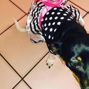 Lost Dog Poochie