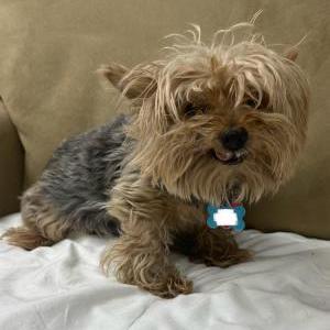 Lost Dog Yaki