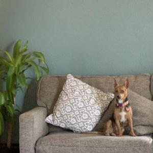 Lost Dog Lola
