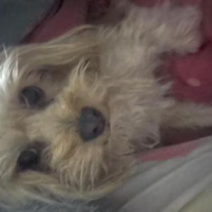 Lost Dog Chloe