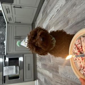 Lost Dog Aries