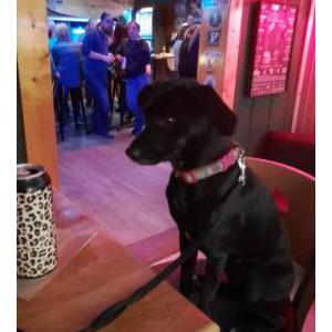 Lost Dog Charly girl