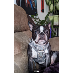 Lost Dog Turbo