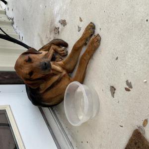 Found Dog Unsure