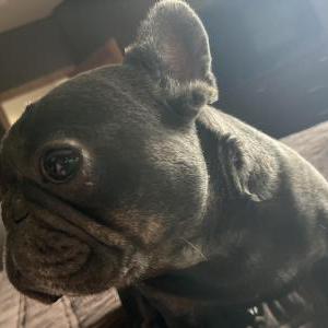 Lost Dog Rudy