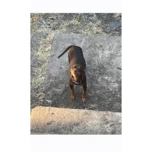 Lost Dog Roscoe