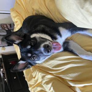 Found Dog Unknown