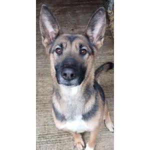 Lost Dog Konna or Bubby