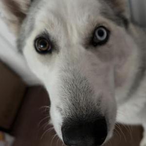 Lost Dog Lily