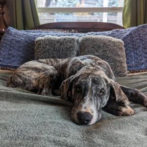 Lost Dog Charlie