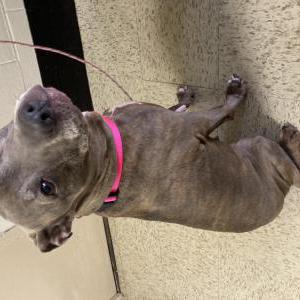 Lost Dog Bella