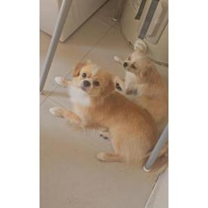Lost Dog Gordo
