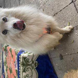 Lost Dog Shin