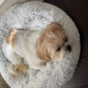 Lost Dog Ollie