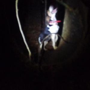 Lost Dog Weirdo