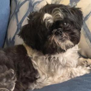 Found Dog Unknown