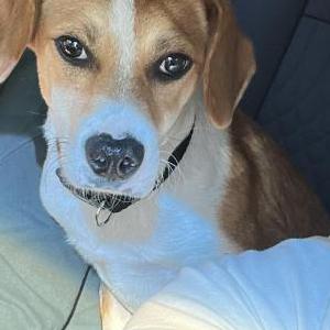 Lost Dog Sol