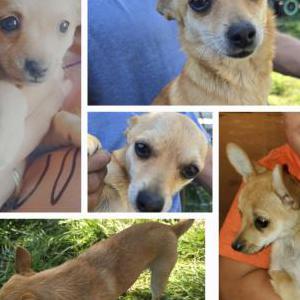 Lost Dog Canelita