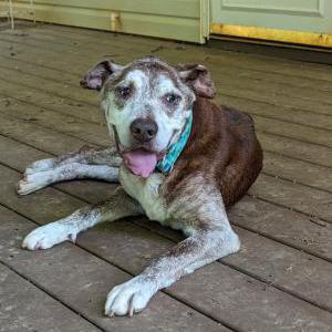 Lost Dog Musa