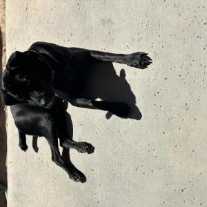 Lost Dog Moji