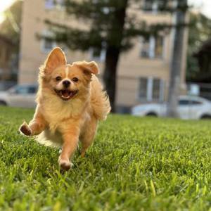 Lost Dog Gordo