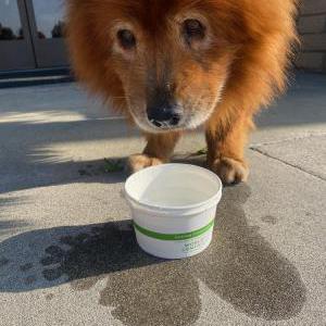 Found Dog Unknown